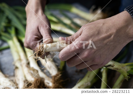 man cutting calcots, sweet onions typical of Spain 28223211