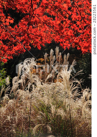 Kaede of Kinzō-ji Kaede of Kinzō-ji 28223561
