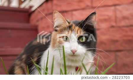 black white red cat looking through the grass. 28223703