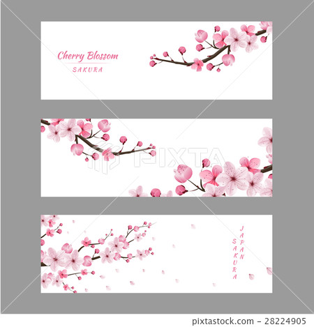 cherry blossom collection , greeting cards. 28224905