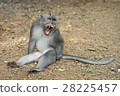 Monkey showing fangs 28225457