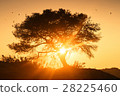 Tree at sunrise 28225460