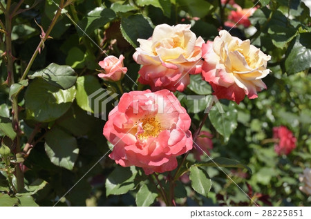 Sweet Repose 28225851