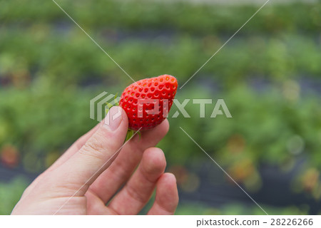 Ichigo hunting Chichibu 28226266