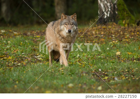 Portrait of a wolf in autumn forest 28227150