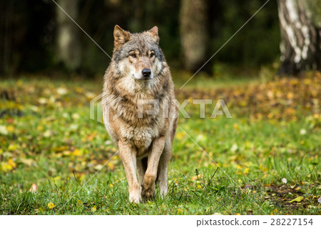 Portrait of a wolf in autumn forest 28227154