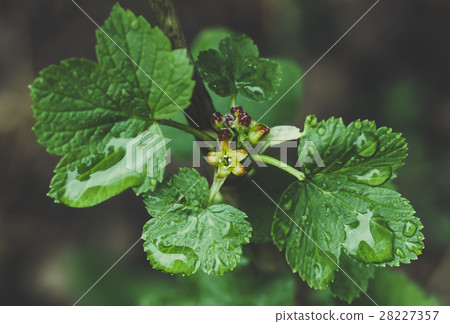flowers black currant, spring background 28227357