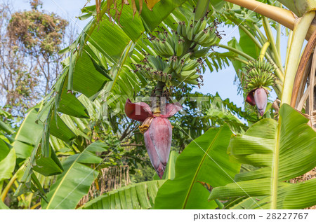 Banana plantation in Sok Kwu Wan Lamma Island 28227767