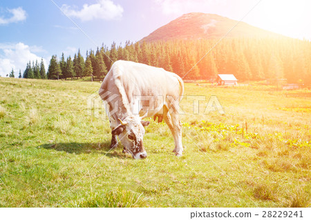 Grey cow grazing on mountain green meadow 28229241