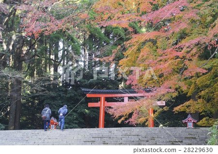 Kirishima Jingu Shrine Autumn leaves 28229630