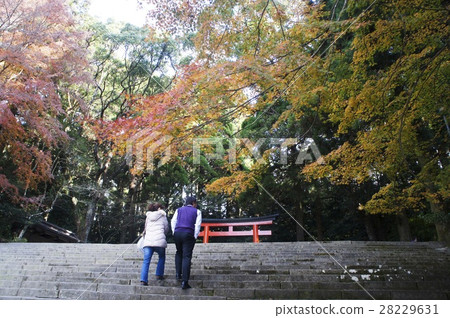 霧島神宮秋葉 28229631