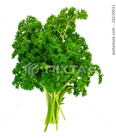 Fresh Green Parsley Isolated on White Background Fresh Green Parsley Isolated on White Background 28230031