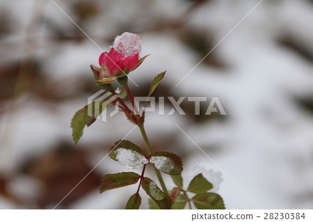Rose bud covered by ice. 28230384