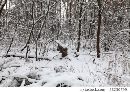 winter forest with trees covered snow. 28230799