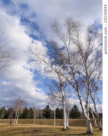 Autumn park, birch and dead tree 28230844