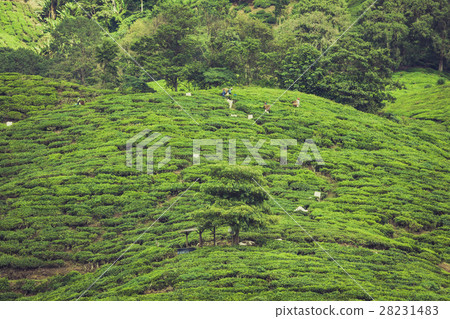 Tea Plantation in the Cameron Highlands, Malaysia Tea Plantation in the Cameron Highlands, Malaysia 28231483