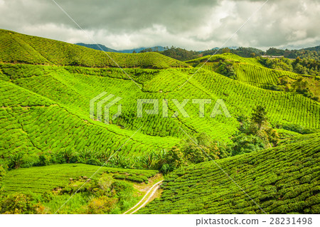 Cameron Highlands, Malaysia, Asia 28231498