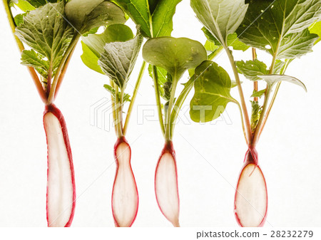 fresh radishes fresh radishes 28232279