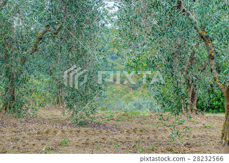 olive trees 28232566