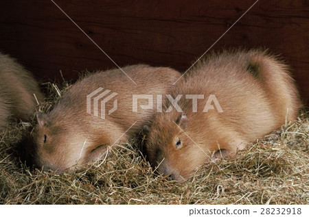 Sleepy capybara 28232918