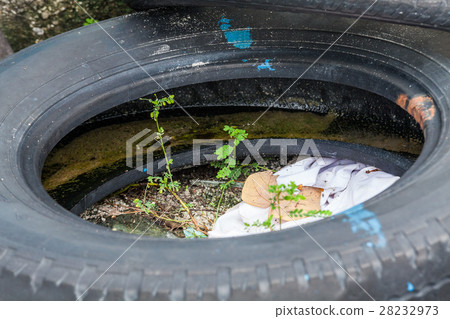 Old tire indicating breeding ground for mosquito 28232973