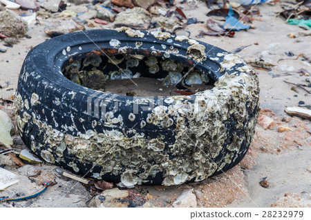 Old tire indicating breeding ground for mosquito 28232979