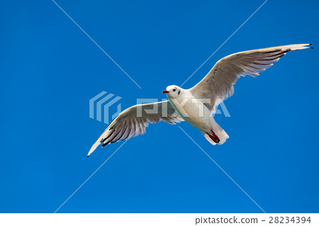 seagull 28234394