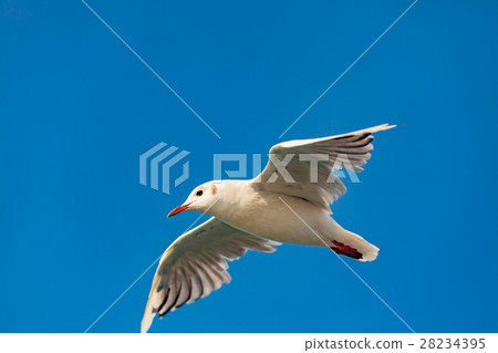 seagull 28234395