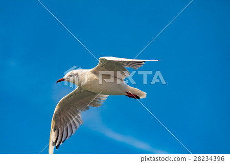 bird 28234396