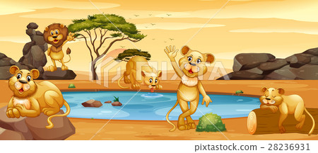 Lions drinking water from the pond Lions drinking water from the pond 28236931