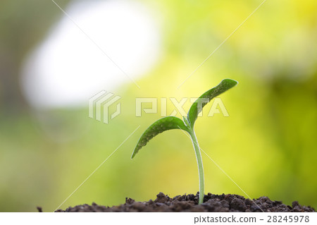 Tree planting 28245978