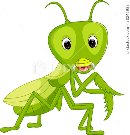 Praying mantis grasshopper cartoon Praying mantis grasshopper cartoon 28245988