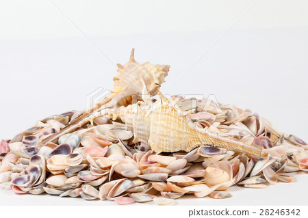 Sea Shell variety Sea Shell variety 28246342