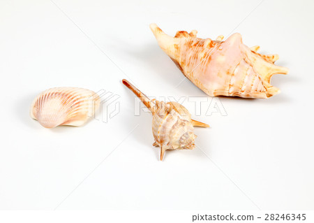 Sea Shell variety 28246345