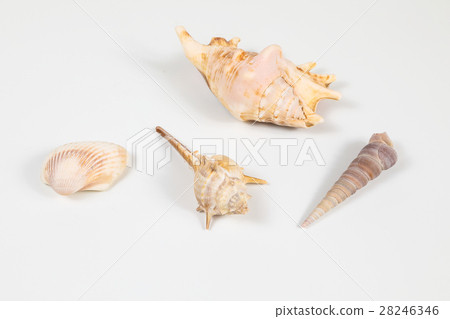 Sea Shell variety 28246346