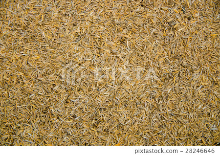 Pile of rice husk 28246646