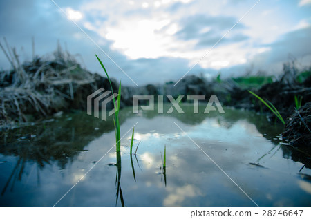 Small swamp 28246647