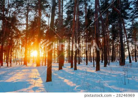 Beautiful sunset in the pine forest Beautiful sunset in the pine forest 28246969
