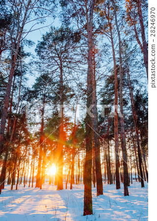 Evening winter landscape at sunset Evening winter landscape at sunset 28246970