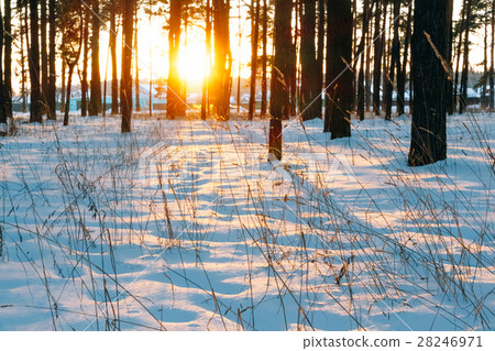 The sun at sunset among the trees The sun at sunset among the trees 28246971