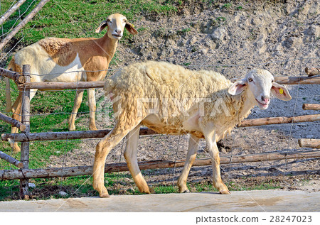 Smiley sheep in a Green Field, Thailand 28247023
