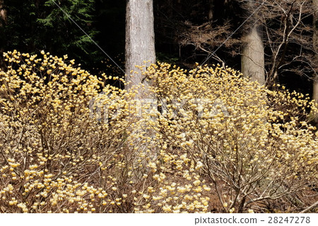 Mitsumata在森林裡盛開 28247278