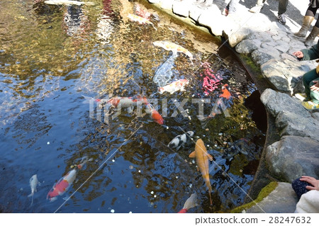 Ise shrine: Koi pond 28247632