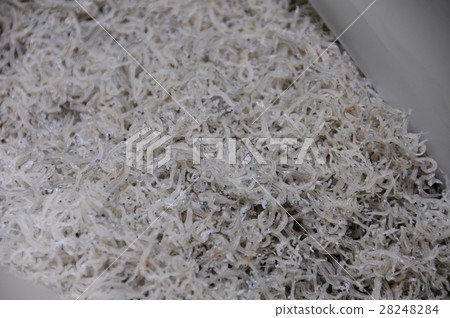 Chirimenjako 28248284