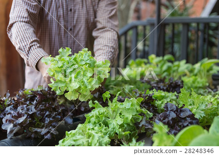 Organic vegetables. Farmers hands with freshly harvested vegetab Organic vegetables. Farmers hands with freshly harvested vegetab 28248346