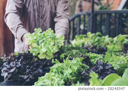 Organic vegetables. Farmers hands with freshly harvested vegetab Organic vegetables. Farmers hands with freshly harvested vegetab 28248347