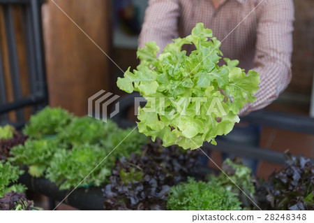 Organic vegetables. Farmers hands with freshly harvested vegetab 28248348