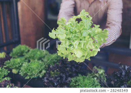 Organic vegetables. Farmers hands with freshly harvested vegetab 28248349