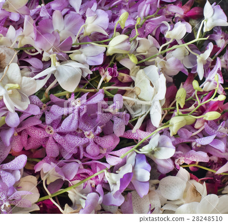 Orchid flower background Orchid flower background 28248510