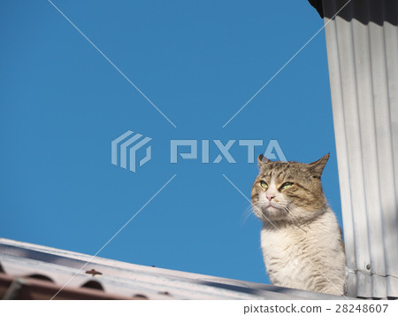 野貓 野貓 28248607